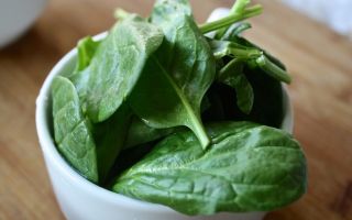 Useful properties of spinach, contraindications, calories and cooking