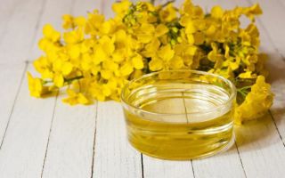 Camelina oil: useful properties and contraindications