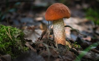 The benefits and harms of boletus to the body