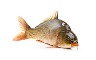 Why carp is useful, properties, photos and preparation