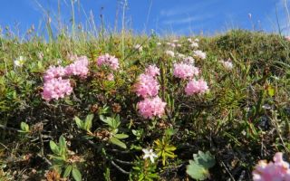 Rhododendron Adams (rozmarin parfumat): descriere, unde crește, o fotografie a ierbii