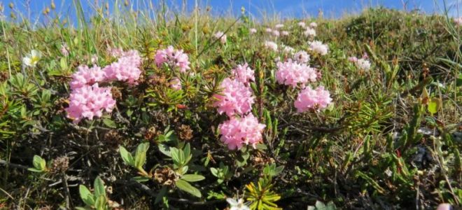 Rhododendron Adams (rozmarin parfumat): descriere, unde crește, o fotografie a ierbii