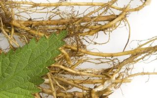 Useful properties of nettle root and contraindications