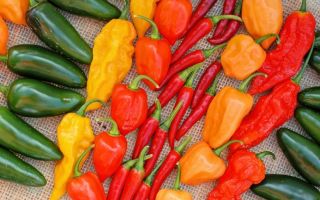 Why is bell pepper useful, properties