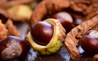 Useful properties of edible chestnut, how to cook, calorie content