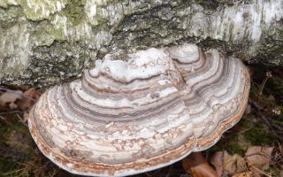 The healing properties of the aspen false tinder fungus and contraindications