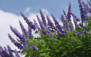 How to use and how to take chastity (sacred vitex)