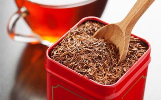 Rooibos tea (Rooibos): benefits and harms, reviews