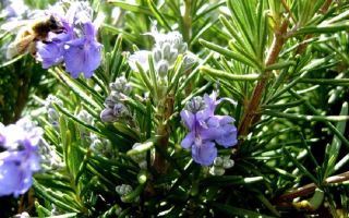 Rosemary: useful properties and contraindications, plant photo