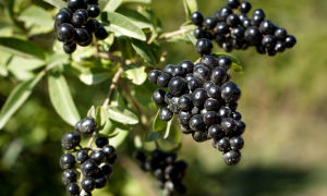 Mga berry ng lobo: mga benepisyo at pinsala, larawan at paglalarawan ng mga lason na palumpong at prutas