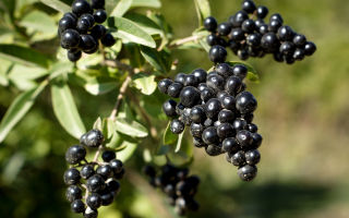 Wolf berries: benefits and harms, photos and descriptions of poisonous shrubs and fruits