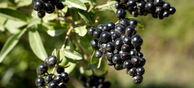 Beri serigala: faedah dan kemudaratan, foto dan perihalan pokok renek dan buah-buahan beracun