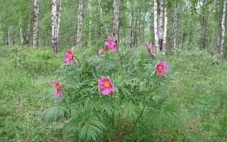 What helps peony tincture, how to take it correctly