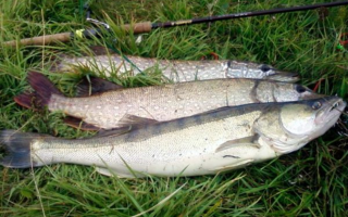 Mengapa pike perch berguna