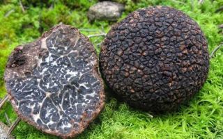 Why are mushroom truffles useful?