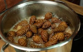 Medicinal properties of alder cones and contraindications