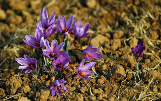 Saffron: beneficial properties, how to use and take