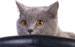 How to remove cat urine smell from carpet