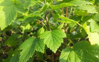 Currant leaves: useful properties and contraindications