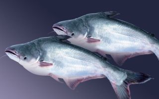 Pestele Pangasius: beneficii și recenzii