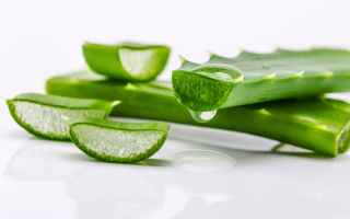 Medicinal properties and contraindications of aloe