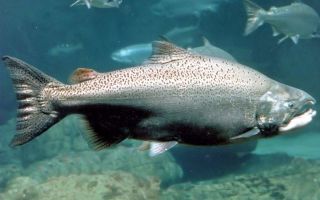 Where does the chinook fish live and what is useful?