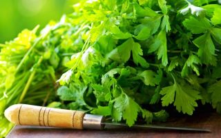 Parsley: beneficial properties for men and women