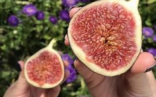 Figs: useful properties and contraindications, cough recipe