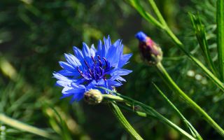 Where does the cornflower flower grow and what does it look like: useful properties, reviews