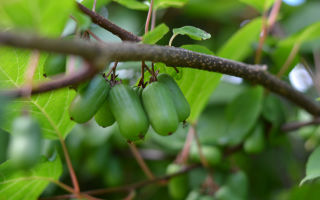 Actinidia: sifat berguna dan kontraindikasi, ulasan