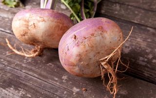 Rutabaga: what kind of vegetable is it and what it looks like, photo, how is it useful