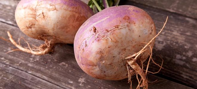 Rutabaga: ce fel de legume este și cum arată, foto, cum este utilă