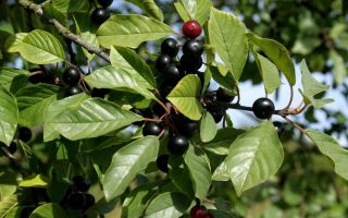 Buckthorn bark: application, medicinal properties, reviews