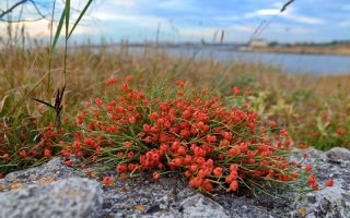 Ephedra khvoshchevaya, Crimean, dua-lonjakan: sifat perubatan, foto