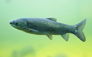 Useful properties of grass carp fish: description, composition