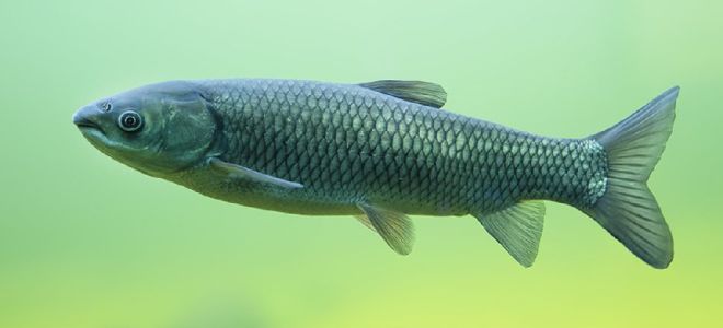 Useful properties of grass carp fish: description, composition