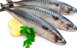 Why mackerel is useful