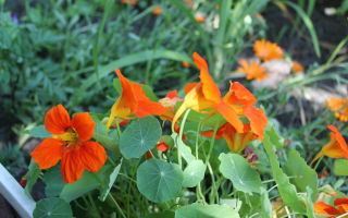 Manfaat kesihatan dan bahaya capuchin (nasturtium)