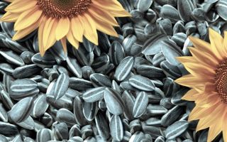 The benefits and harms of sunflower seeds for the body