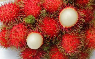 Rambutan: photo and description of the fruit, how and where it grows, benefits and harms