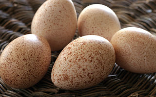 Turkey eggs: benefits and harms