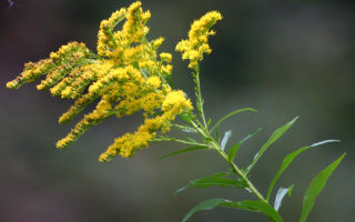 Goldenrod comun: proprietăți medicinale și contraindicații, aplicare, fotografie