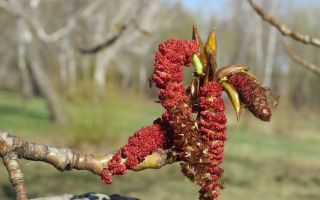 Medicinal properties of buds, leaves, poplar bark and contraindications