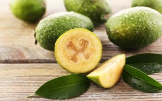 Feijoa: useful properties and contraindications for women, men