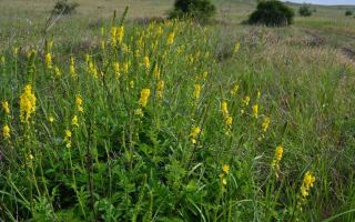 Agrimony ordinary: medicinal properties and application, reviews