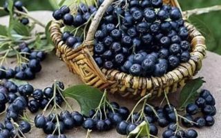 Useful properties of chokeberry, simple recipes