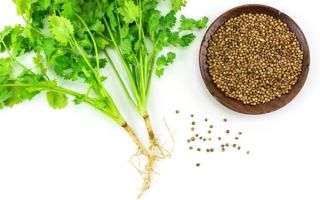 Ang Cilantro (coriander): mga kapaki-pakinabang na katangian at contraindication