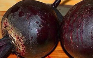 Why boiled beets are useful for the body