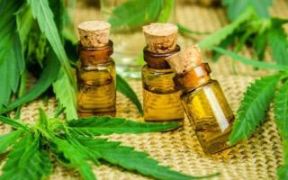 Hemp oil: useful properties and contraindications, application