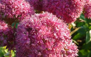 Ochitnik (sedum purple): mga nakapagpapagaling na katangian, mga recipe, larawan